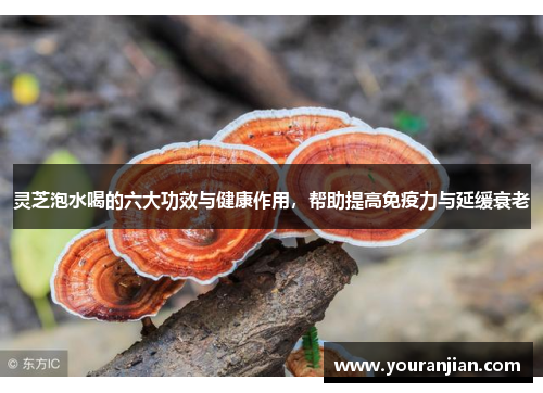 灵芝泡水喝的六大功效与健康作用，帮助提高免疫力与延缓衰老