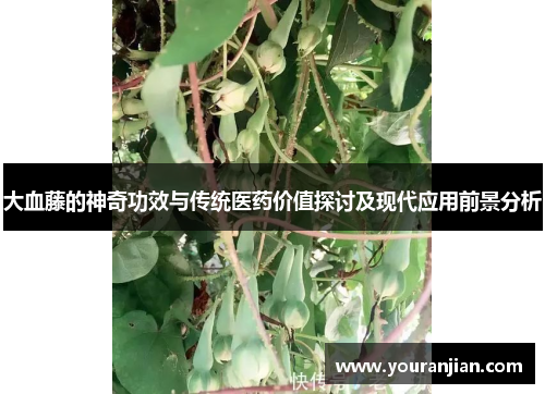 大血藤的神奇功效与传统医药价值探讨及现代应用前景分析